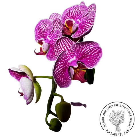 Untitled (1500 x 1500 px) (3).png