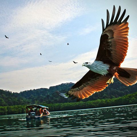 Langawi island hopping eagle feeding.jfif