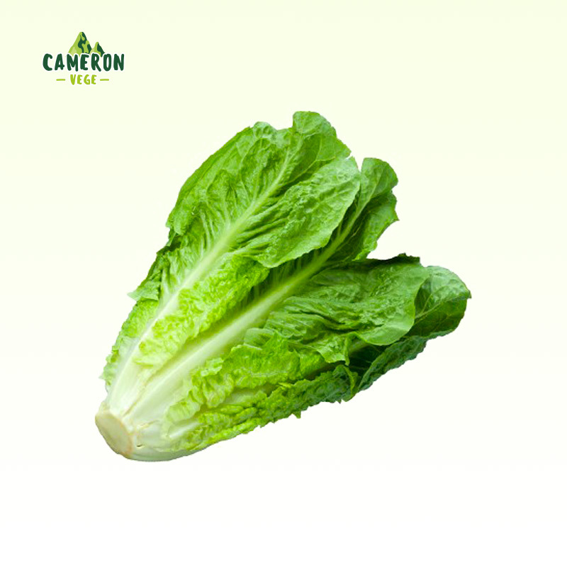 product-lettuce-1