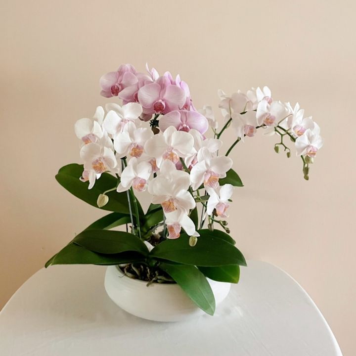 S__54886402.jpg