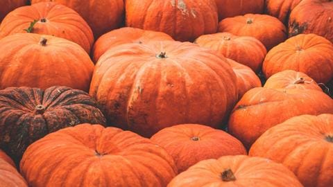 The “Magical” Powers of Pumpkin Protein