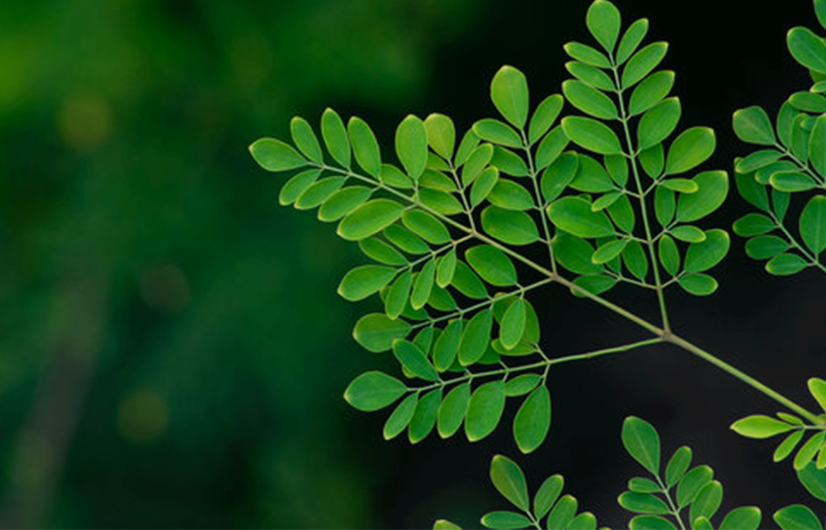 HOW MORINGA CAN HELP LOWER YOUR BLOOD SUGAR AND CHOLESTEROL