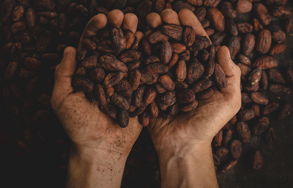 CACAO NIBS WITH YACON: THE HEALTHY MATCH
