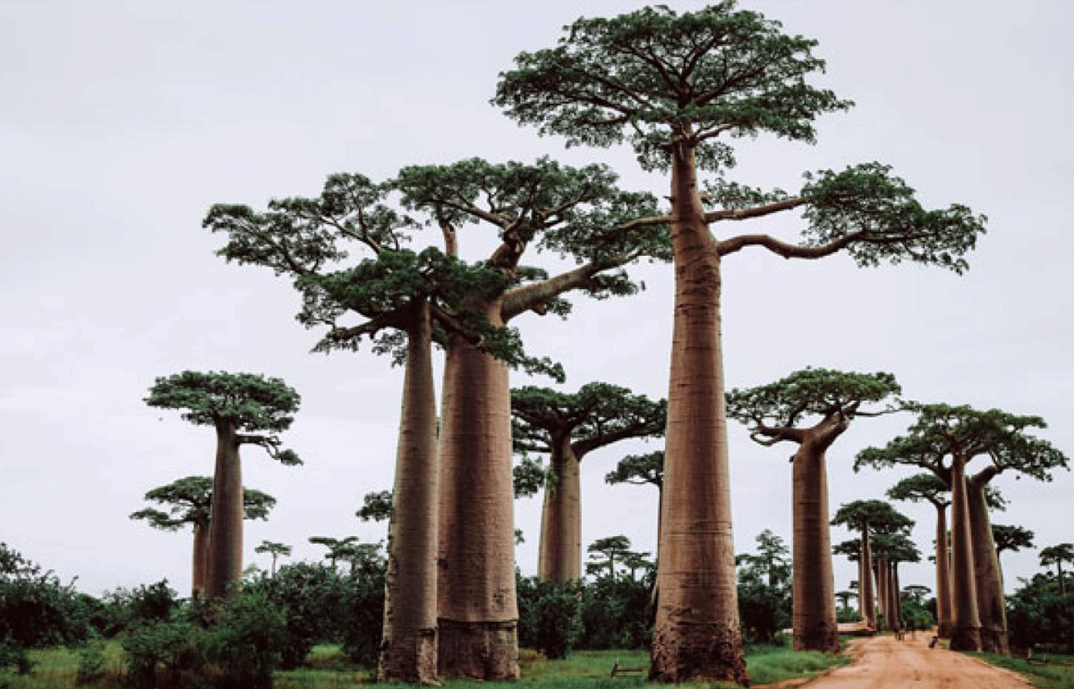 USING BAOBAB OIL FOR ALL-ROUND WELLNESS