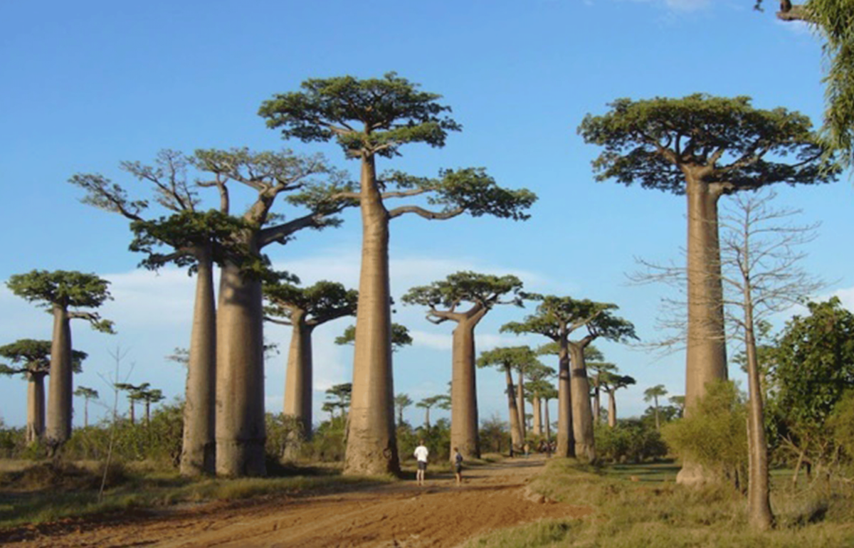 Complete Guide to Baobab Powder