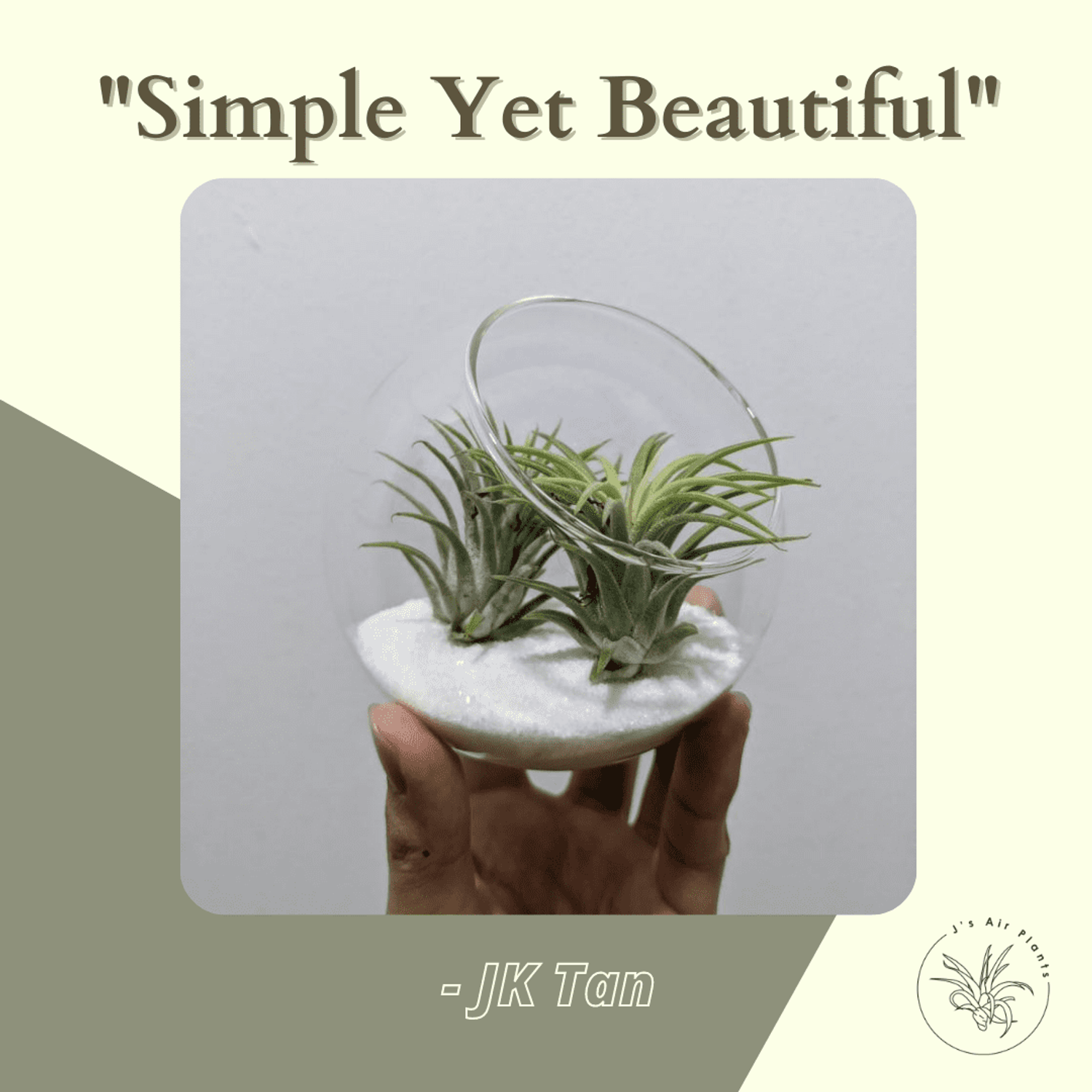 J's Air Plants - JK Tan