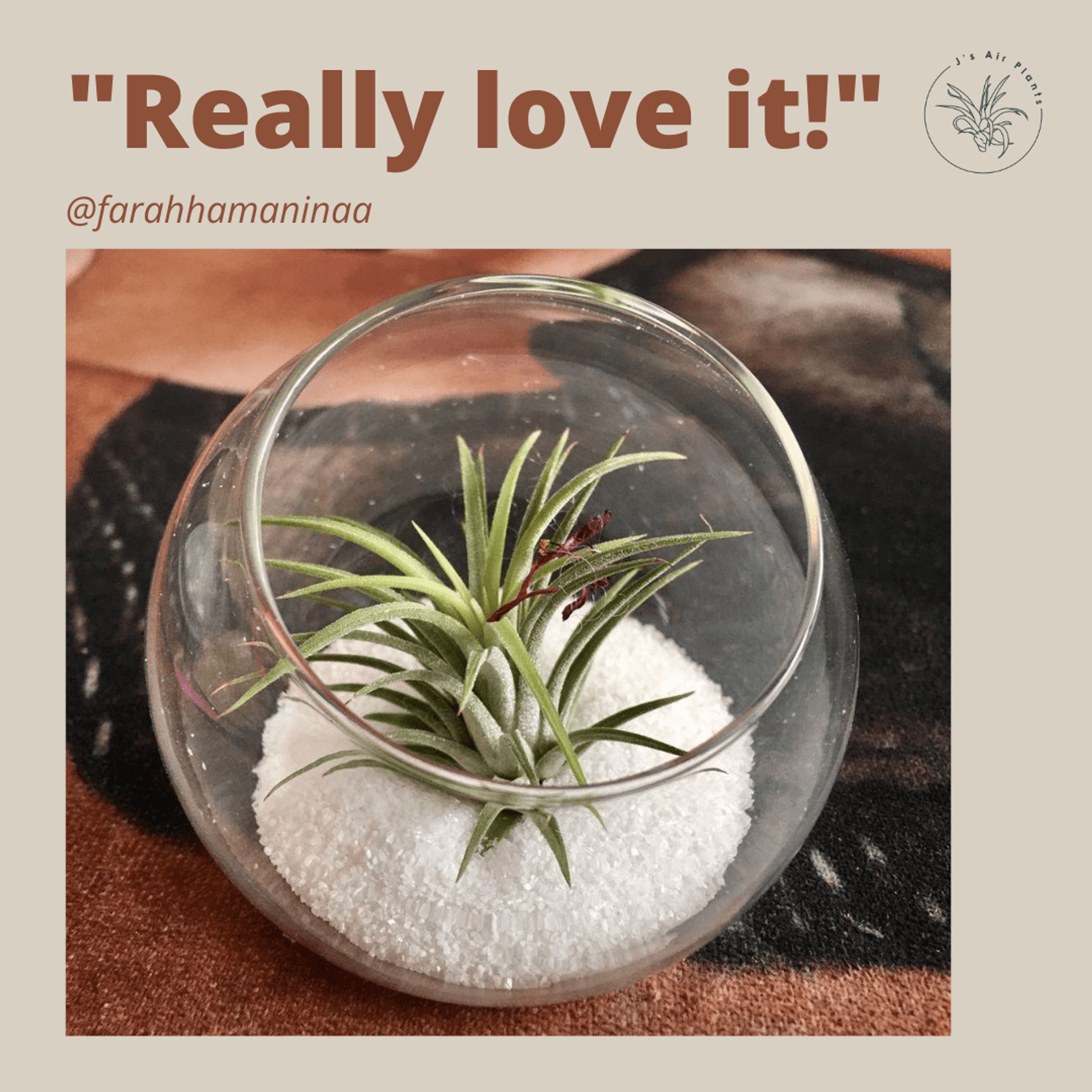 J's Air Plants - Farah Hamaninaa