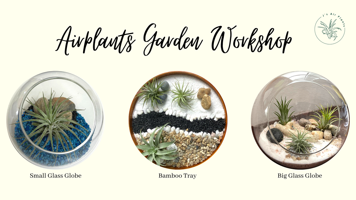 So How Does Our Airplants Workshop Works?