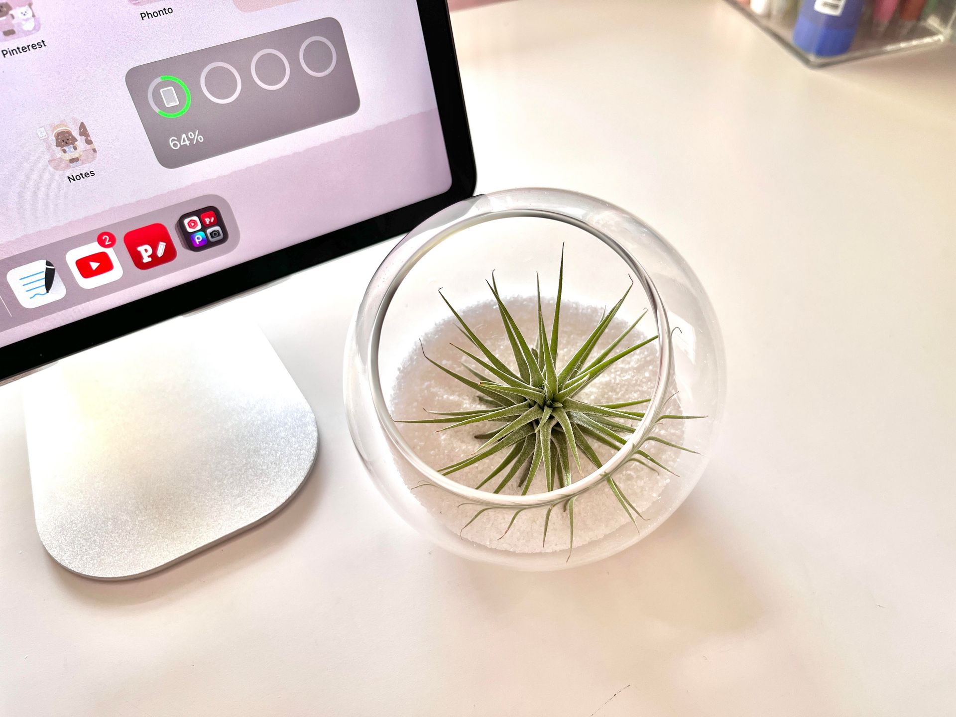J's Air Plants - Nuha