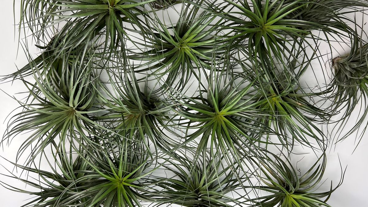 Air Plants Things Everyone Should Know (5+2 Benefits!)