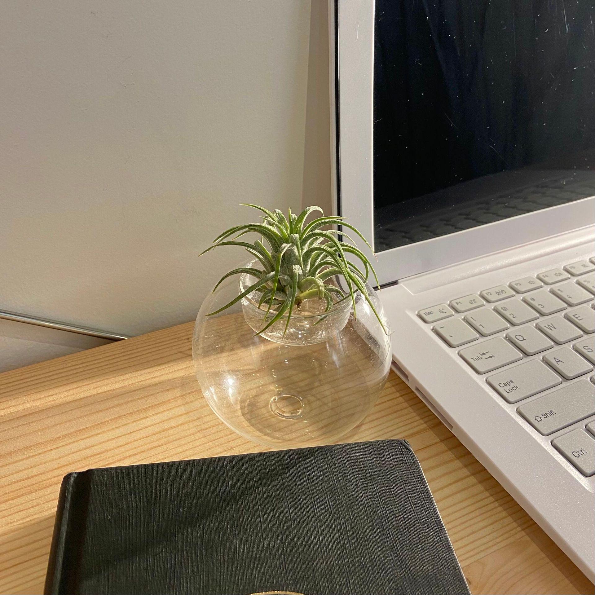 J's Air Plants | 3-WEEK GUARANTEE