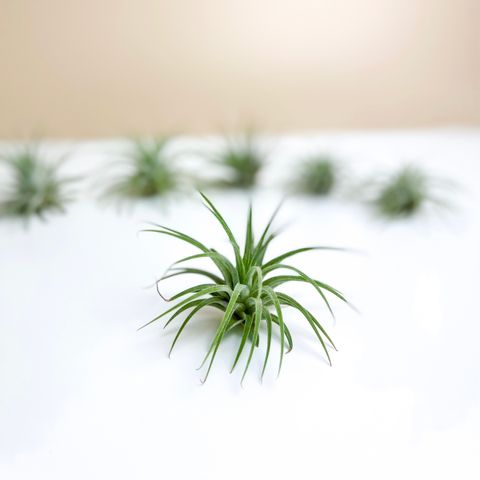 Airplant 3.jpg