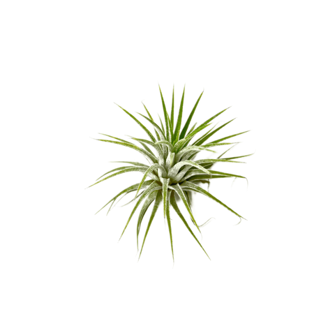 Airplants (compressed)