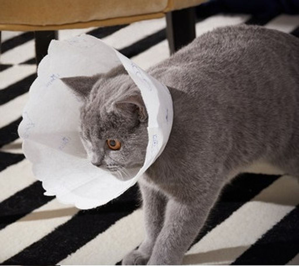 O1CN01eGtLKr1i40XTIZ3Hc_!!2981034358.jpg_430x430q90__91366