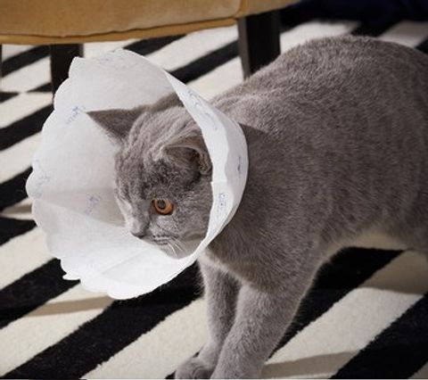 O1CN01eGtLKr1i40XTIZ3Hc_!!2981034358.jpg_430x430q90__91366