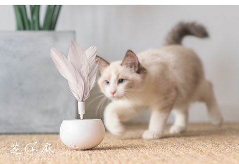 O1CN01Rd0E2P2G8leNwGzdS_!!3389808971__84157