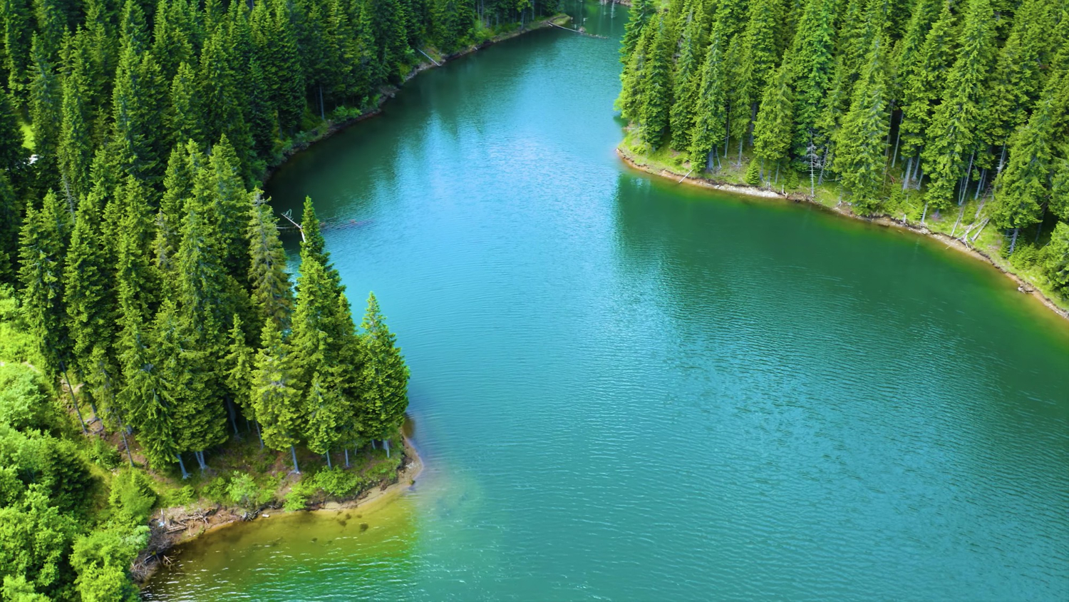 aerial-view-flowing-river-surrounded-by-pine-trees-park