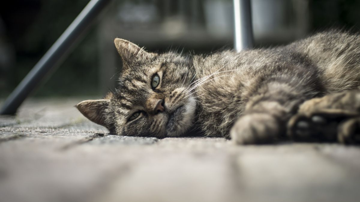憂能傷身 ~ 過度憂慮不僅只能殺死貓 – Care killed the cat.