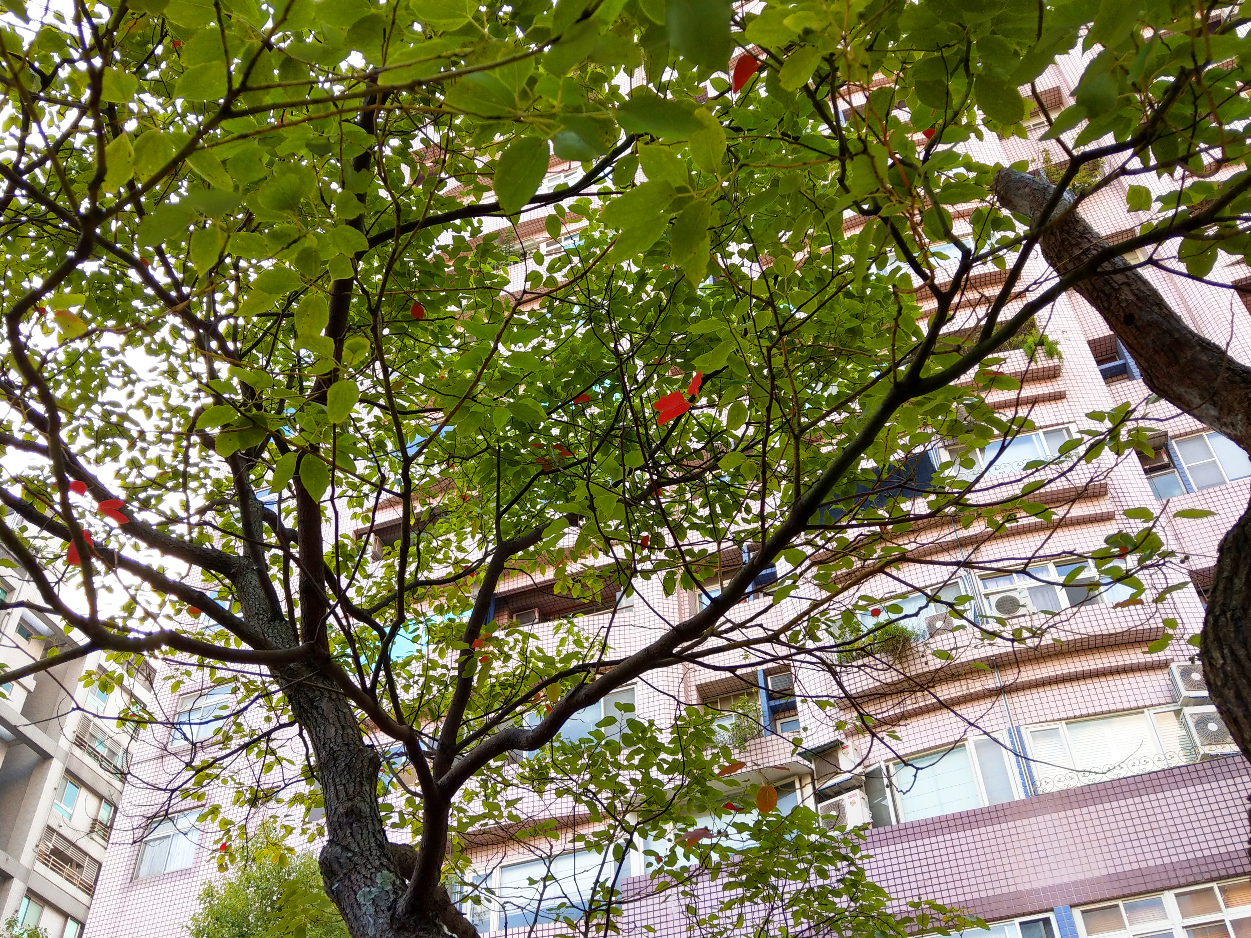 永觀堂楓景 04.jpg