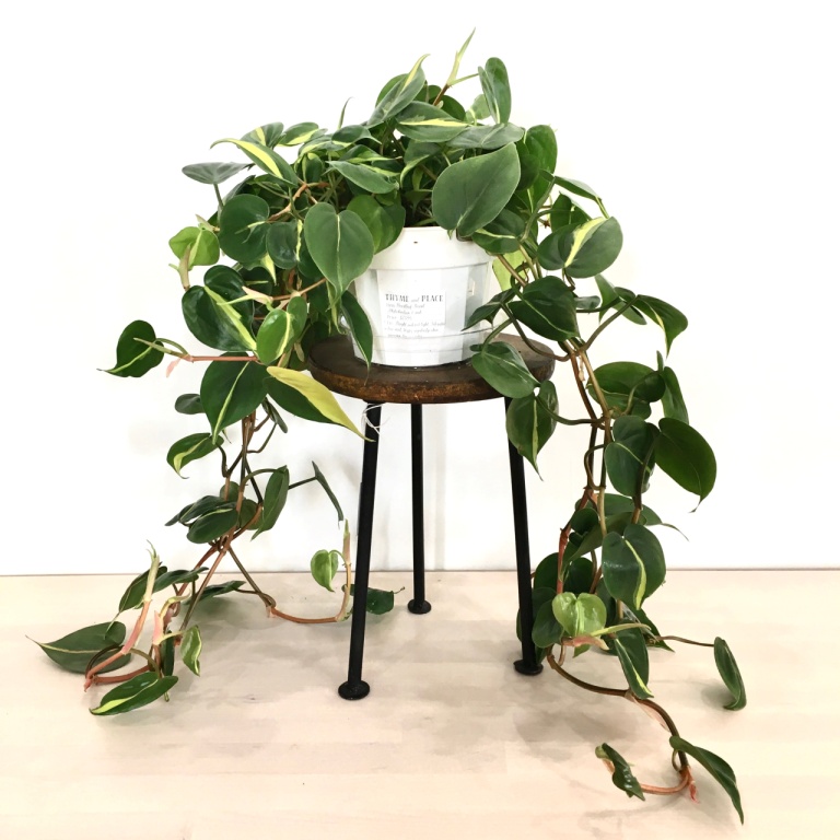 Philodendron hedraceum.jpeg