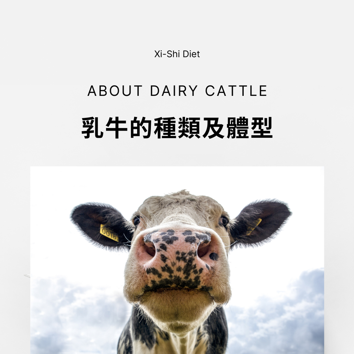 乳牛的種類及體型 喜捨食坊