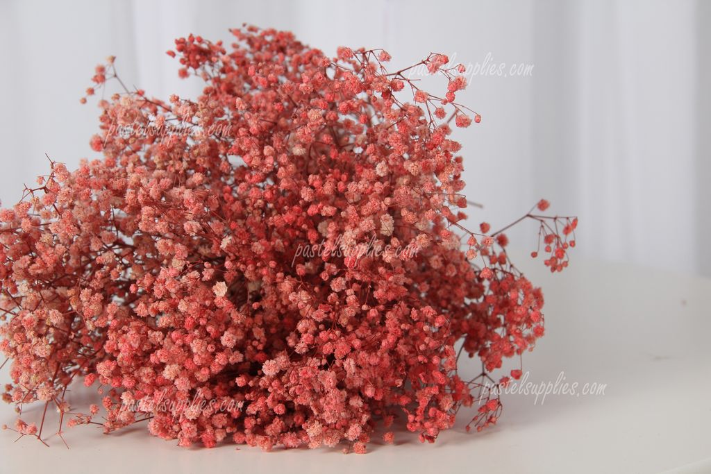 Baby Breath 1g Gysophilla Preserved Flowers 满天星永生花 Pastel Florist Party Supplies