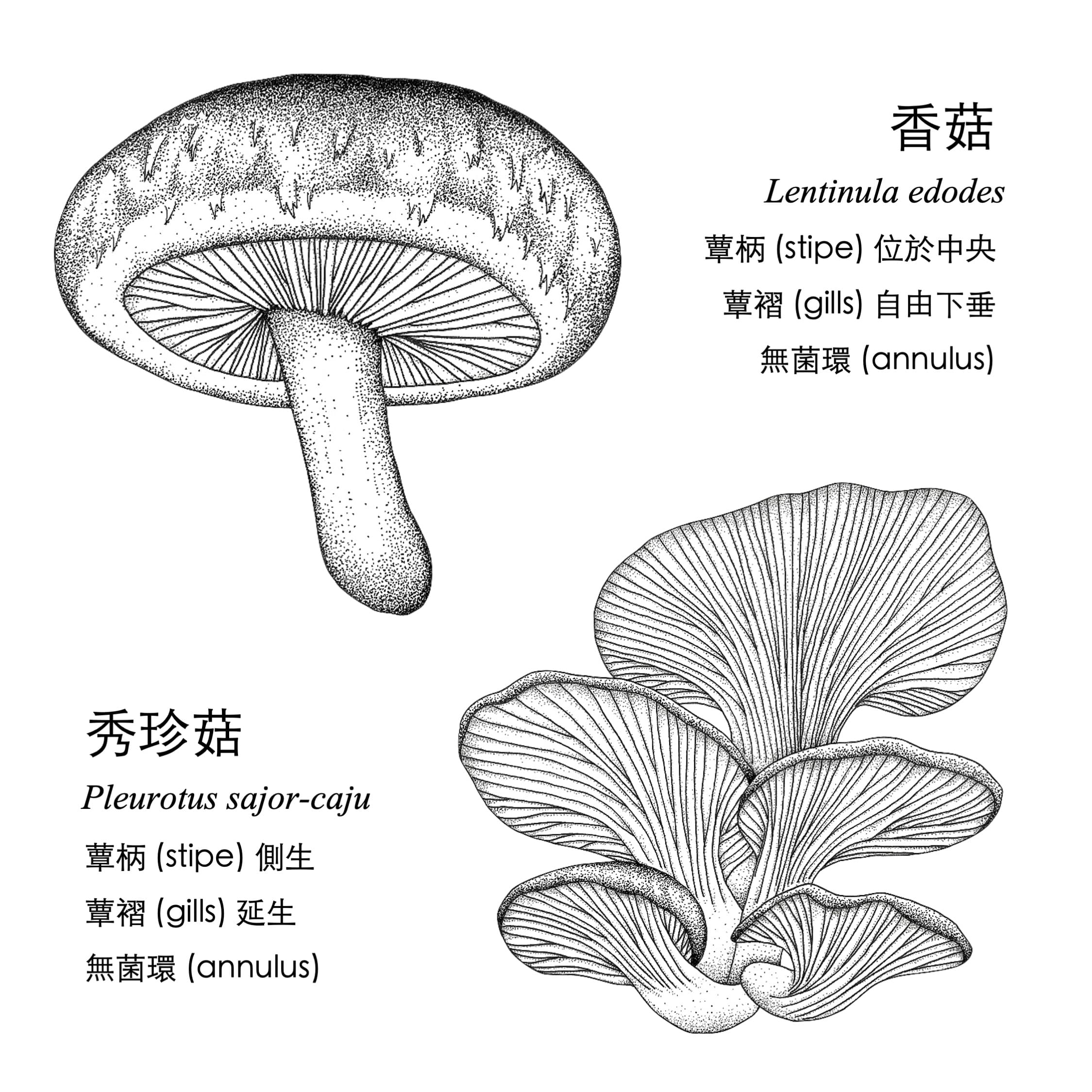 香菇+秀珍菇 (1)