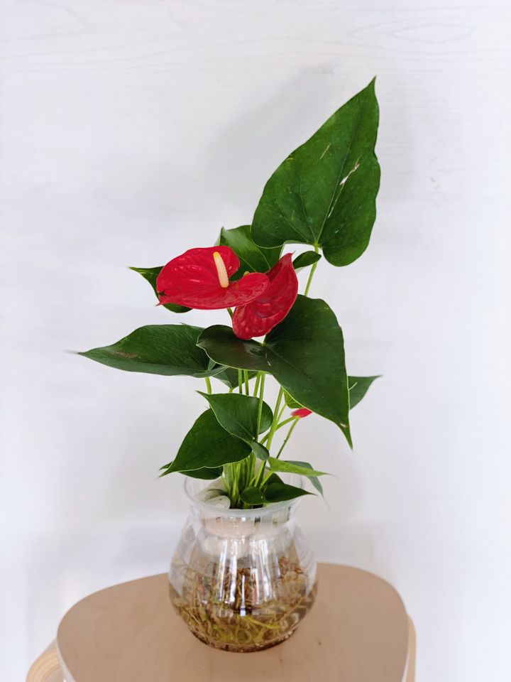 CAA1A470-FA4E-4C45-A1E3-E368C39E90A1.jpeg