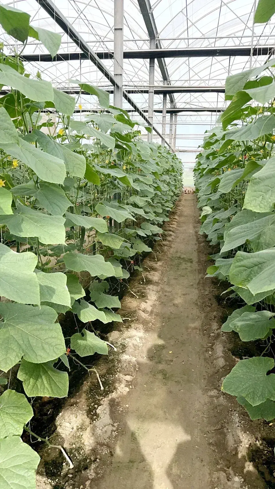 1746945789852