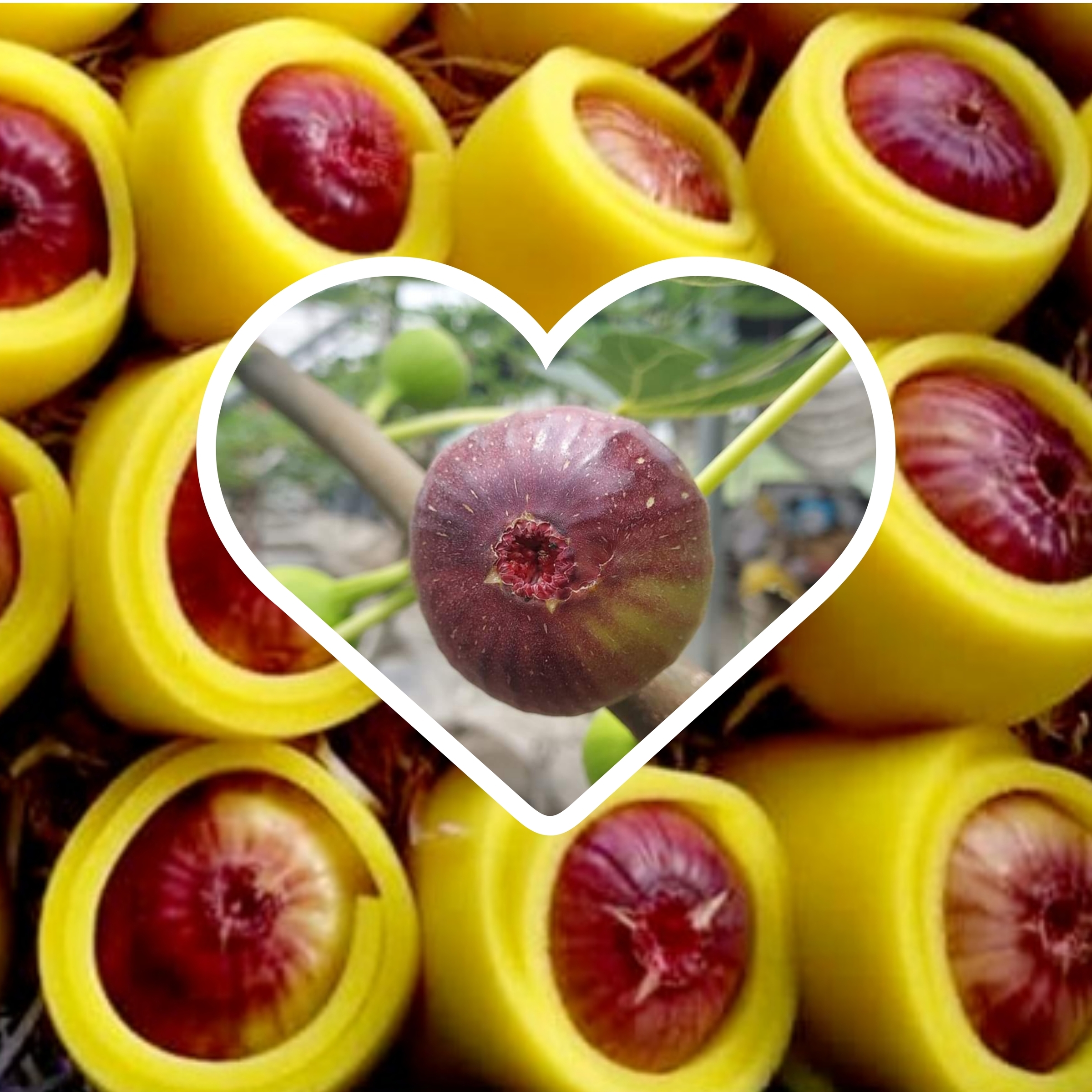 InCollage_20230702_001633151