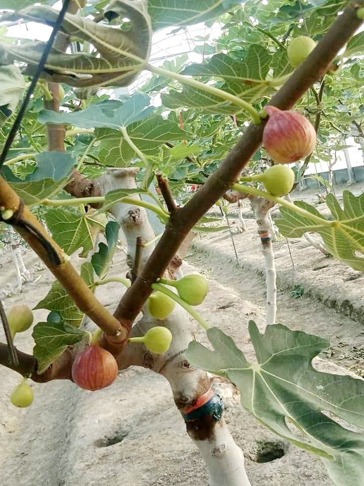 FB_IMG_1688250018373