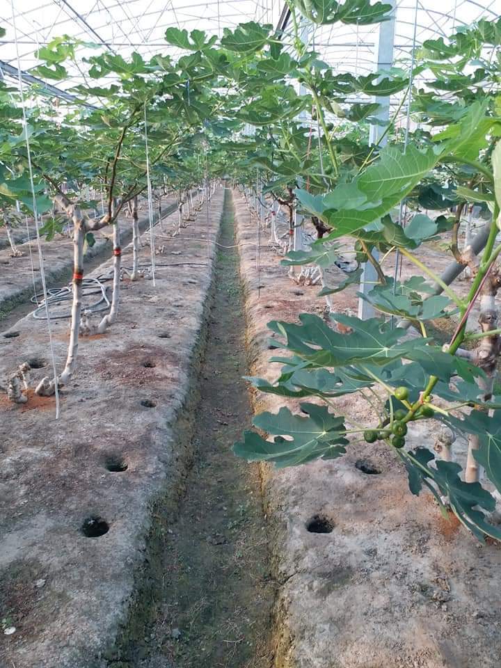 FB_IMG_1688250065237