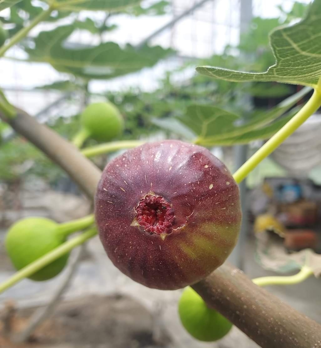 FB_IMG_1688227956962