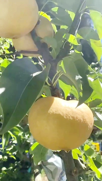 VideoCapture_20241026-111323