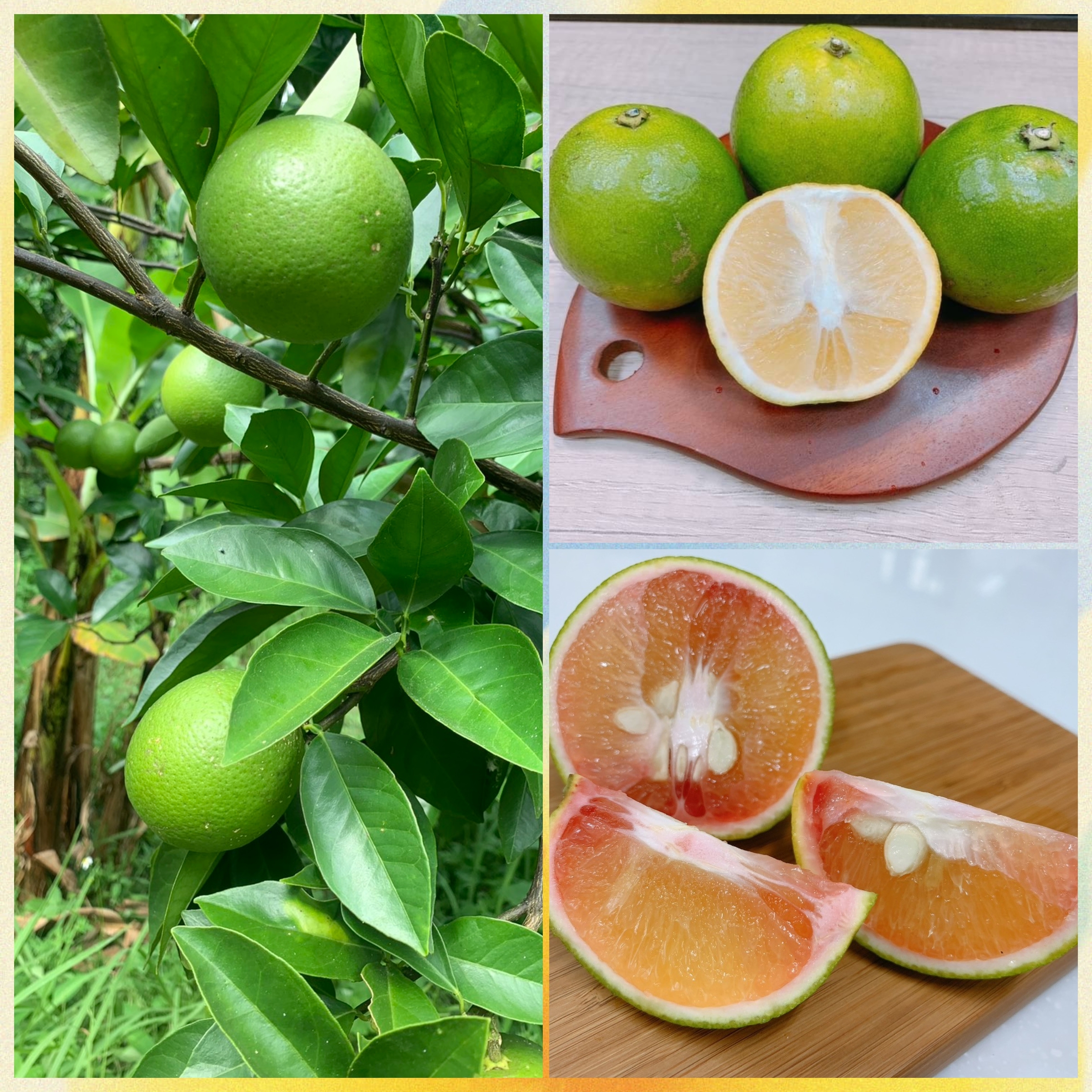 InCollage_20251103_160023816