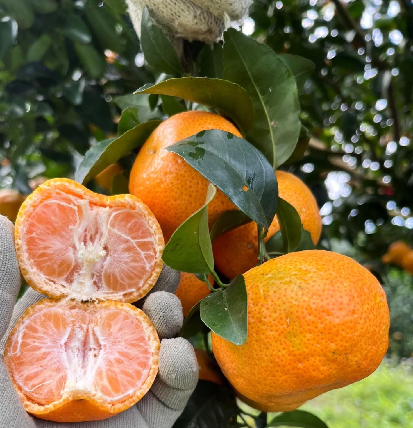 FB_IMG_1762311263637