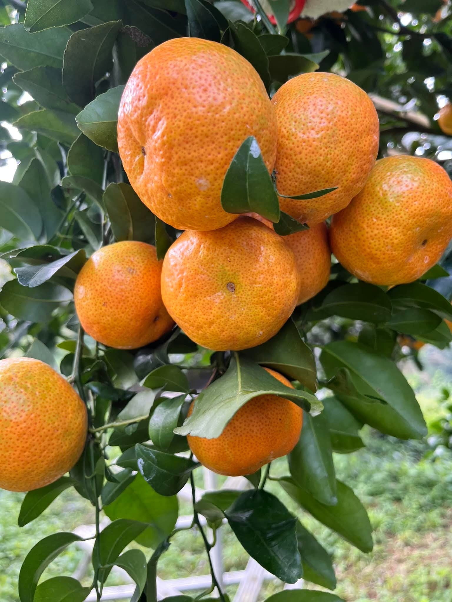 FB_IMG_1762311259650