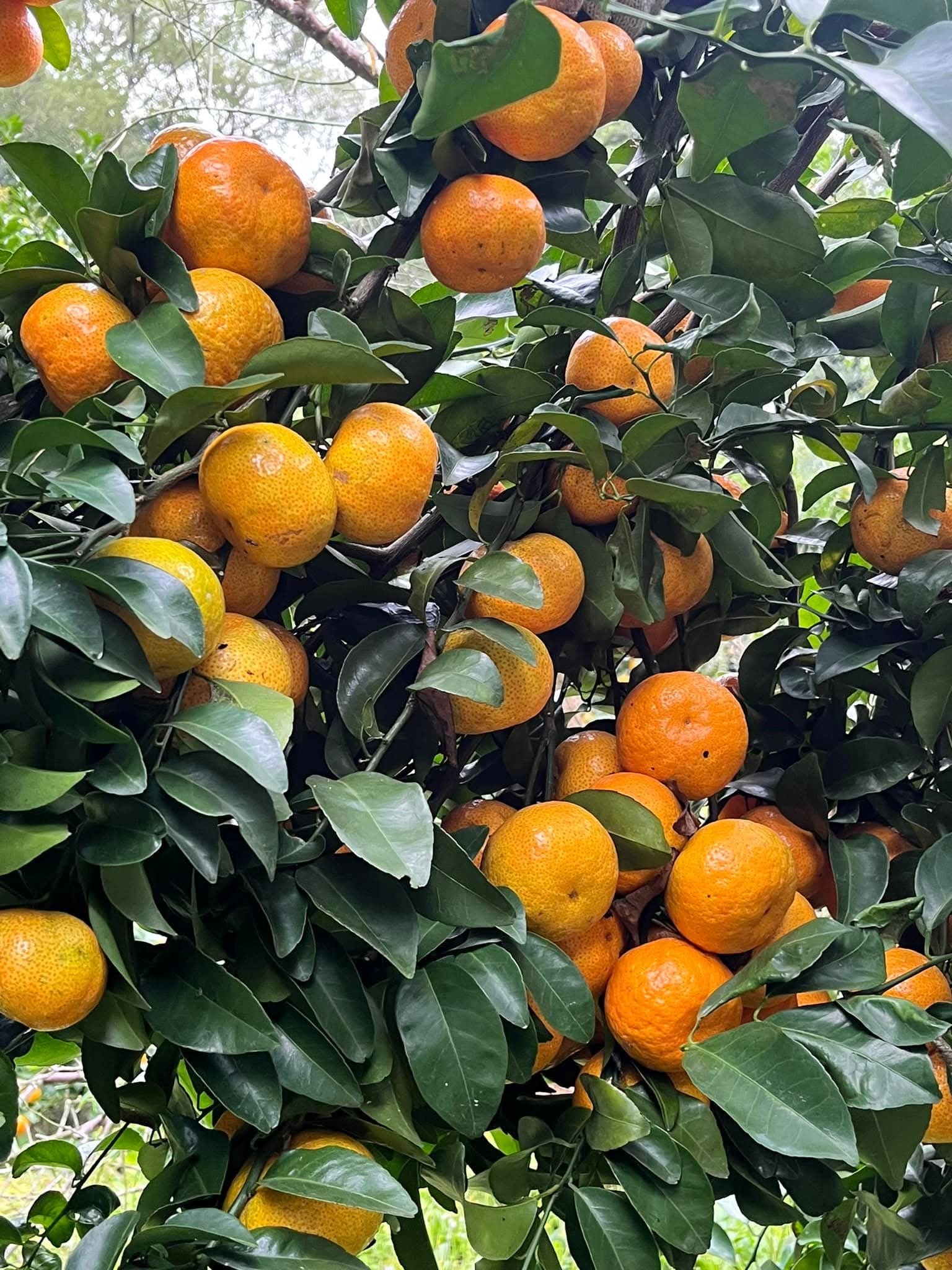 FB_IMG_1762311001018