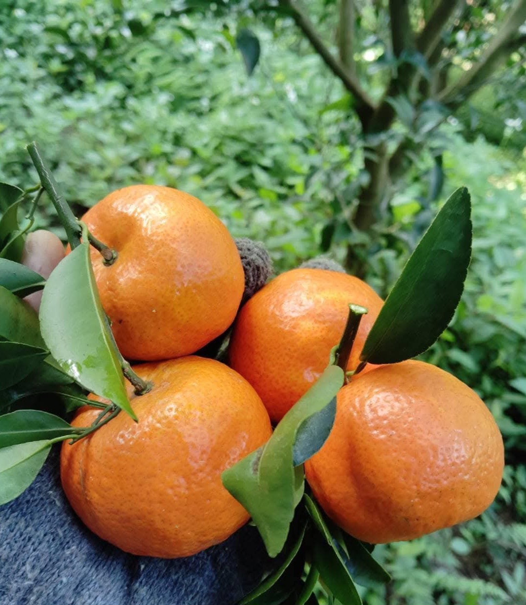 FB_IMG_1762310983024