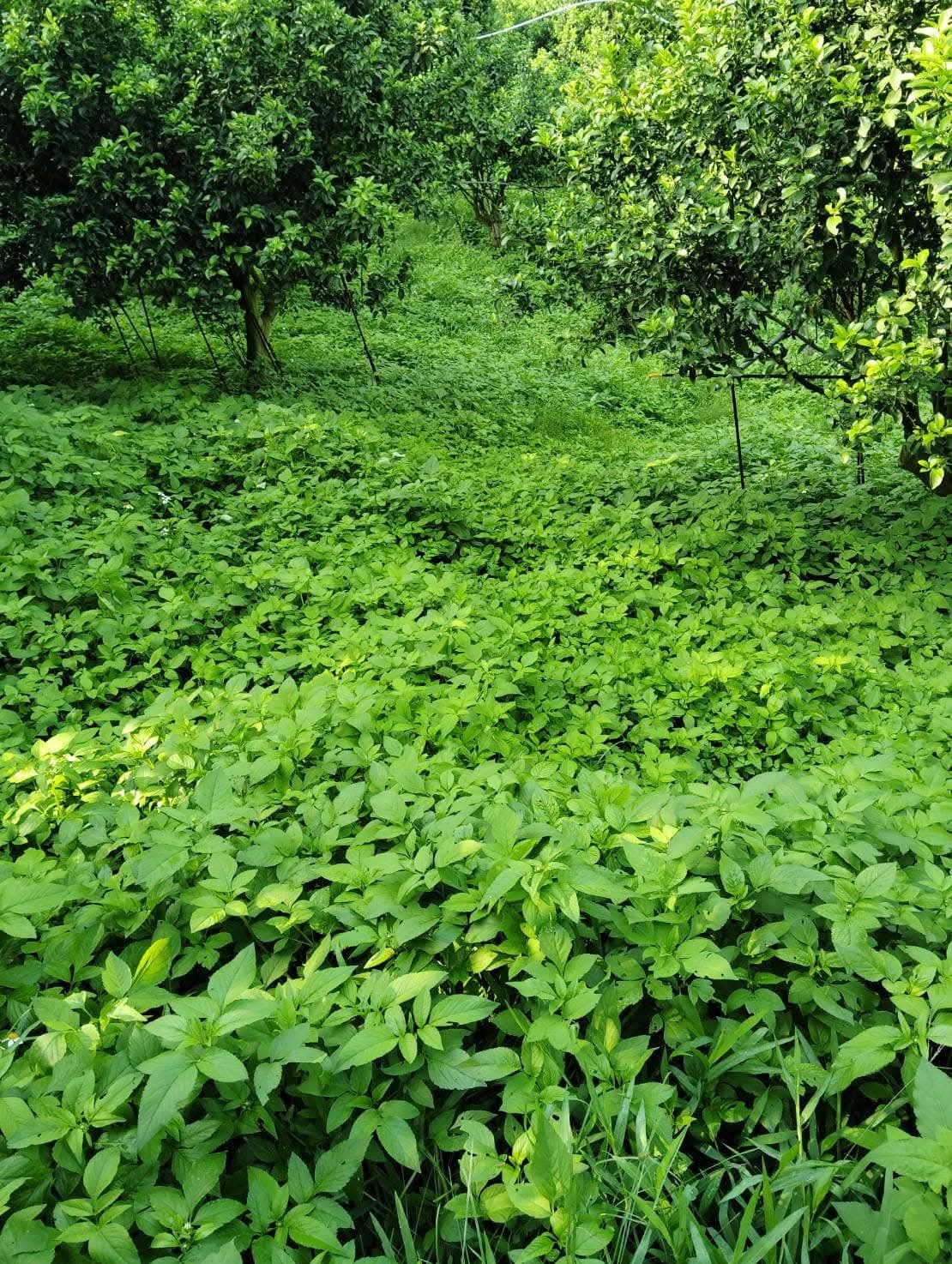 FB_IMG_1762311276168