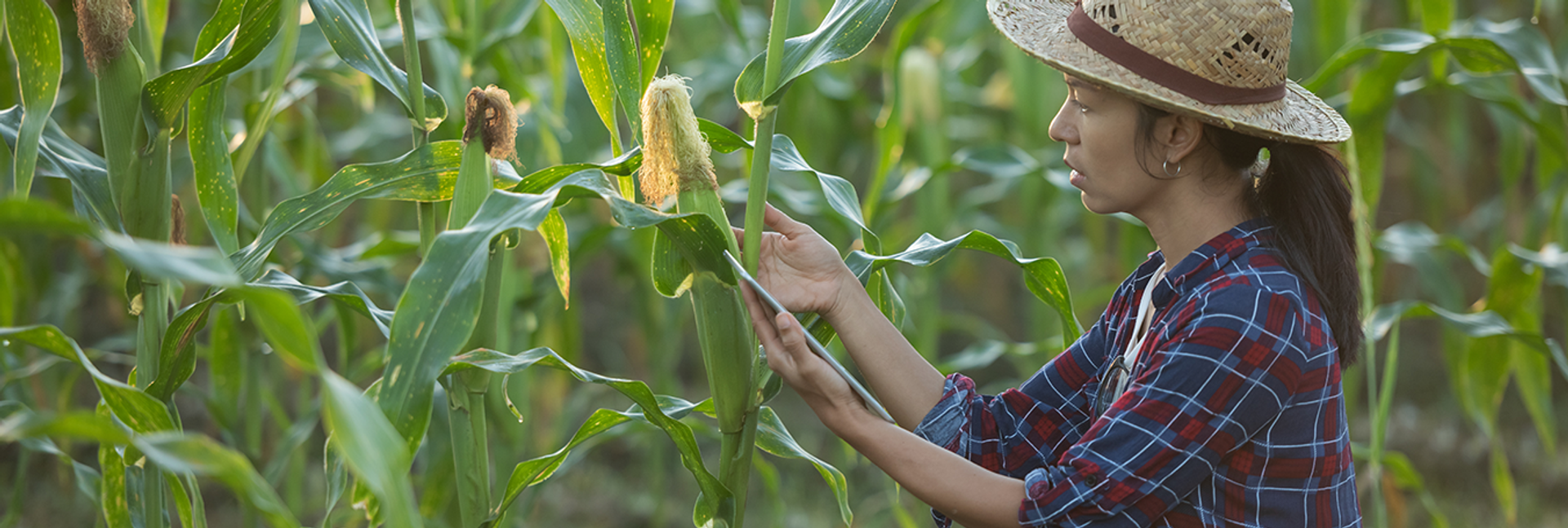 Peladang eShop | Support Your Local Farms