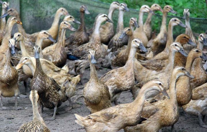 bebek-anatidae-jenis-hibrida-untuk-petelur-banyak-diminati-warga_210320210823-560.jpg