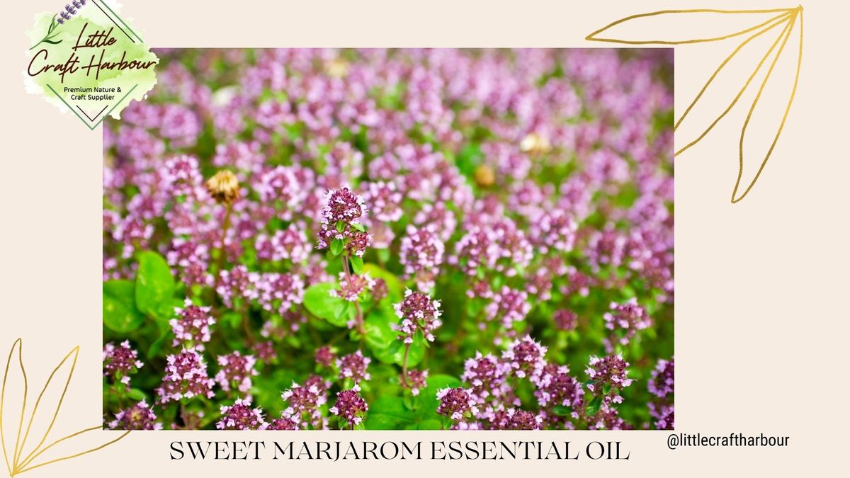 Sweet Marjoram (Basic Information) Little Craft Harbour