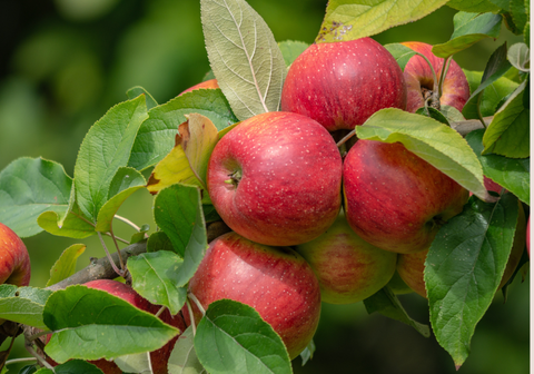 Apple Blossom