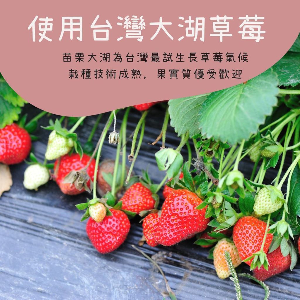 草莓乾 (7)