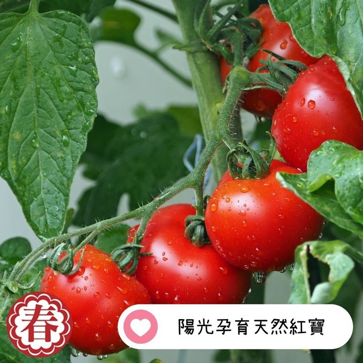 春哥新_小番茄乾 的複本 (1)
