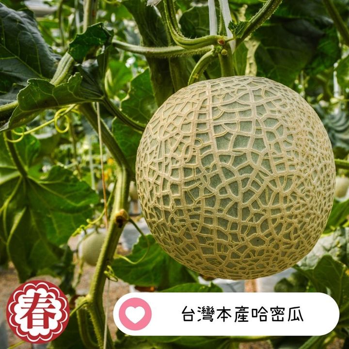 春哥新_脆片 哈密瓜脆片 (3)