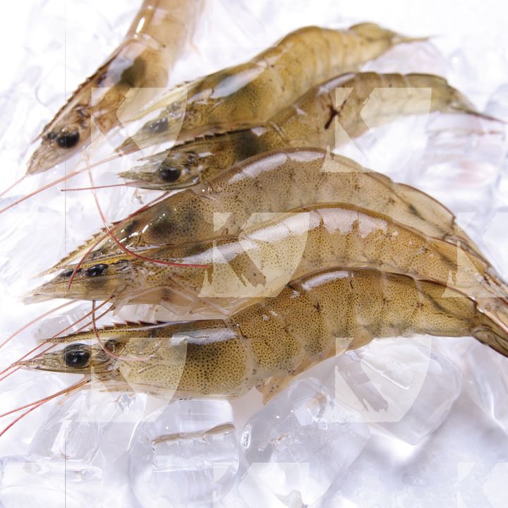 SHRIMP-L_02.jpg