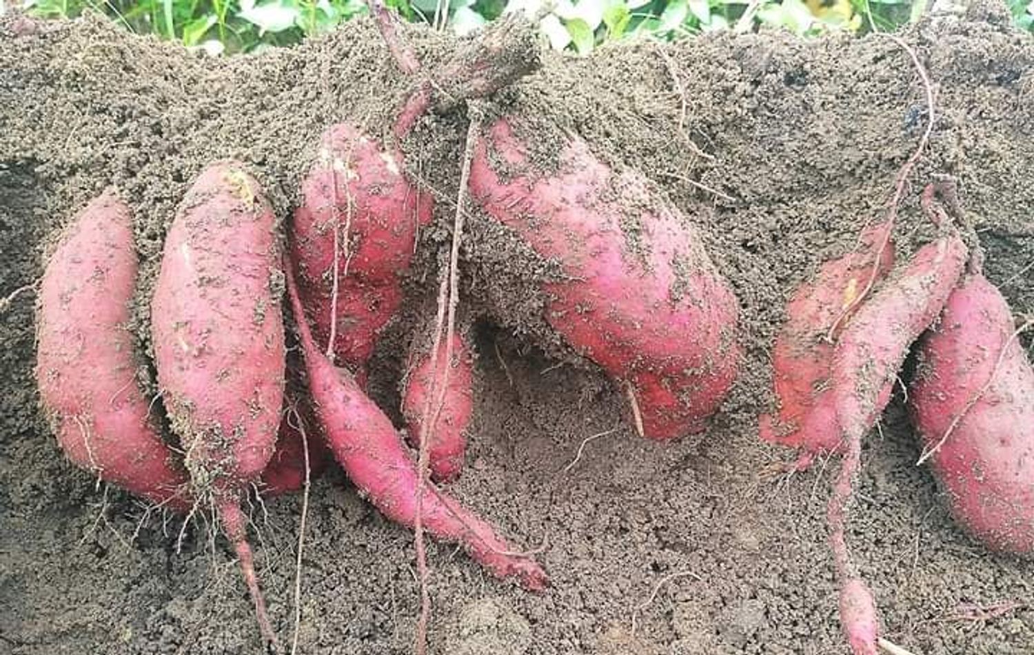 ≪好忙的一个节气≫ 真的很忙。。。 挖薯，收薯，种薯，筛选薯，包装薯。。。