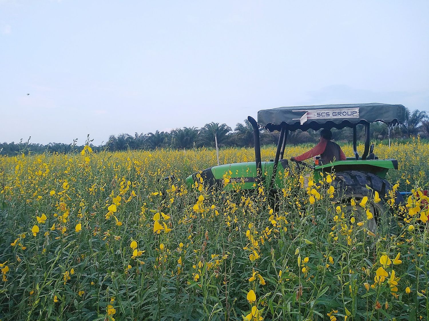 绿肥-太阳麻开花了，赶紧割碎犁入土。Green manure- Sun hemp is now ready for mulching and plowing.